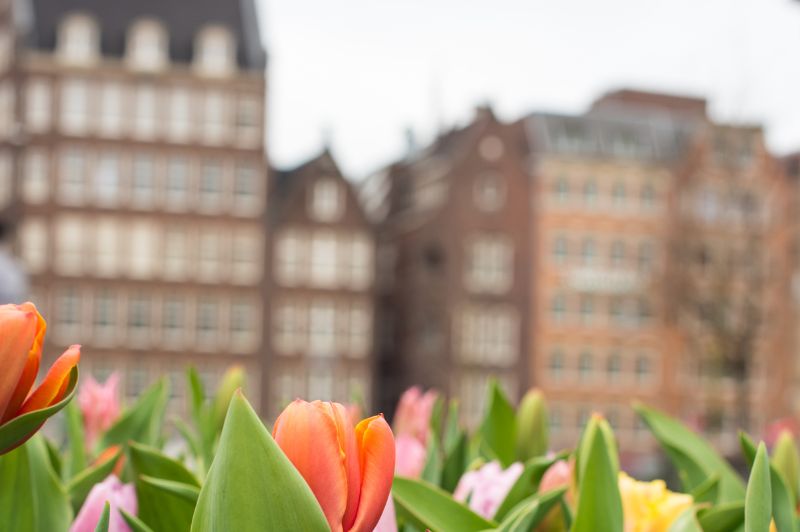 Colorful tulips in bloom at dam square in amsterdam, with historic buildings in the background.